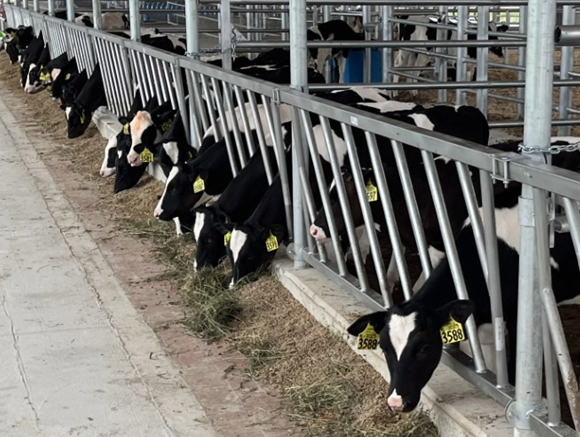 Feed Line-Slant Bars 2